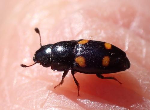 Glischrochilus hortensis